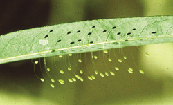 Photograph of green lacewing eggs.